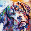 Bernese Mountain Dog
